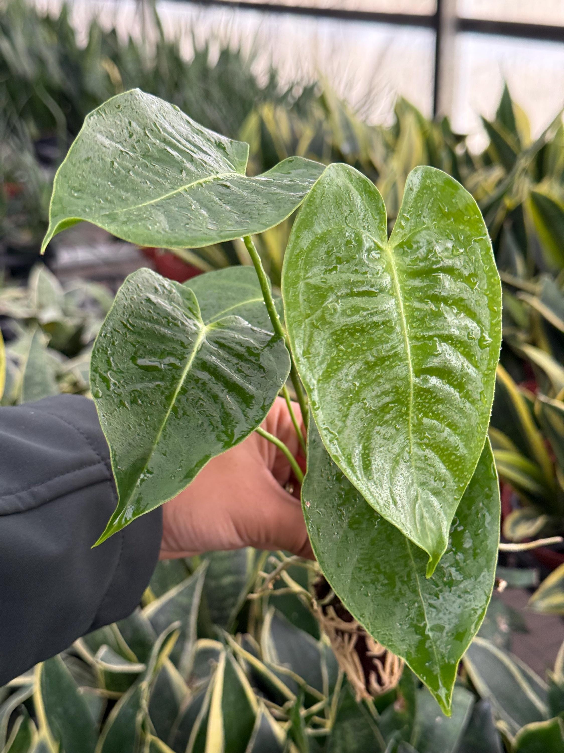 Anthurium Veitchii Narrow - Etsy Anthurium Veitchii Narrow - Etsy