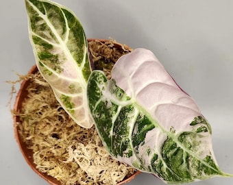 Alocasia Watsoniana Cultivo de tejidos abigarrado de color rosa brillante/áurea/blanco (¡TODAS LAS PLANTAS requieren la compra de 2 plantas!)