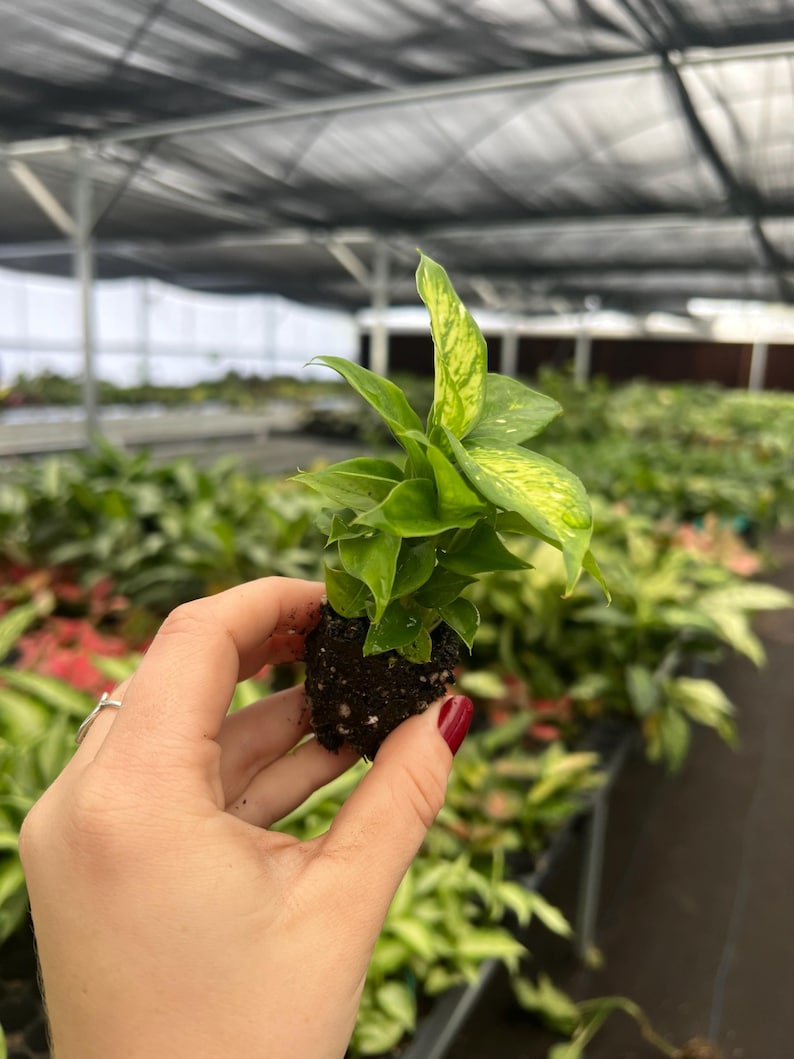 TheGreenEscape Dieffenbachia Carina Plant - Thumbnail 5
