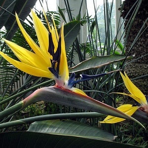 Yellow birds of paradise “mandelas gold”Starter Plant (ALL STARTER PLANTS require you to purchase 2 plants!)