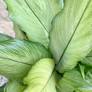 Mint variegated Spathiphyllum platinum mist Starter Plant (ALL STARTER PLANTS require you to purchase 2 plants!)