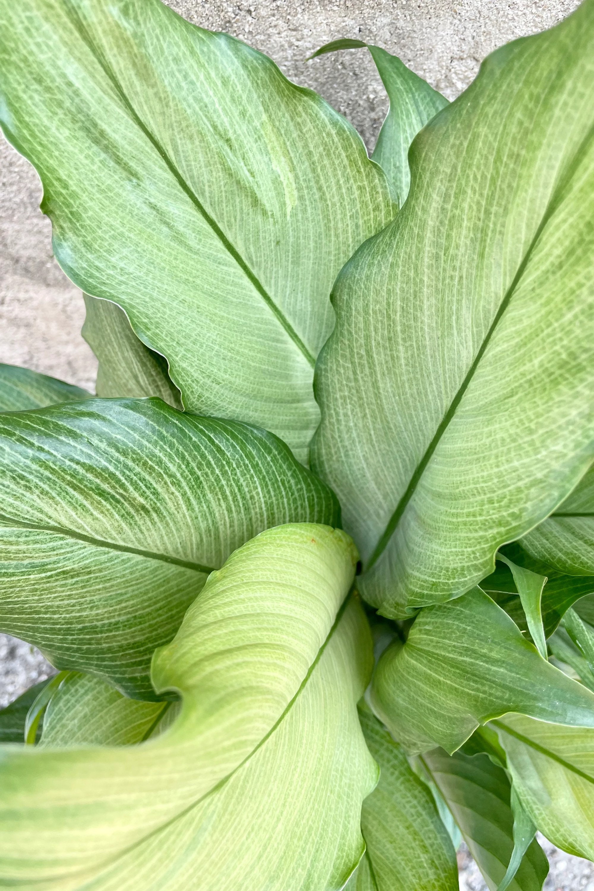 Mint Variegated Spathiphyllum Platinum Mist Starter Plant (ALL