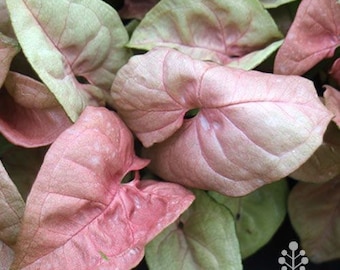 Syngonium Neon robusta Starter Plant (ALL STARTER PLANTS require you to purchase 2 plants!)