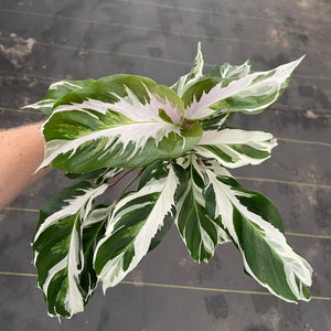 New Cultivar! Calathea Stella 4” pot (ALL PLANTS require you to purchase 2 plants!)