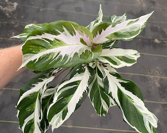 Calathea Stella 4” pot (ALL PLANTS require you to purchase 2 plants!)