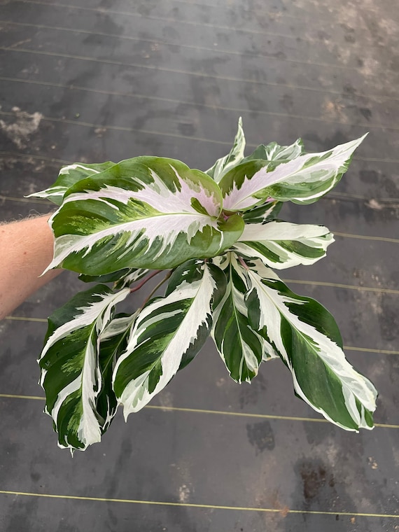 Calathea Stella 4 Pot (ALL PLANTS Require You to Purchase 2 Plants!) -  Etsy Israel