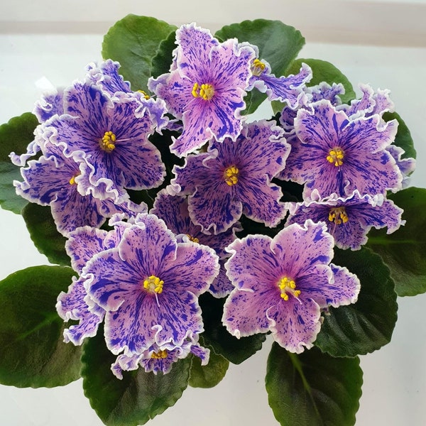 Rebels splatter kake African violet starter plant (ALL Starter PLANTS require you to purchase 2 plants!)