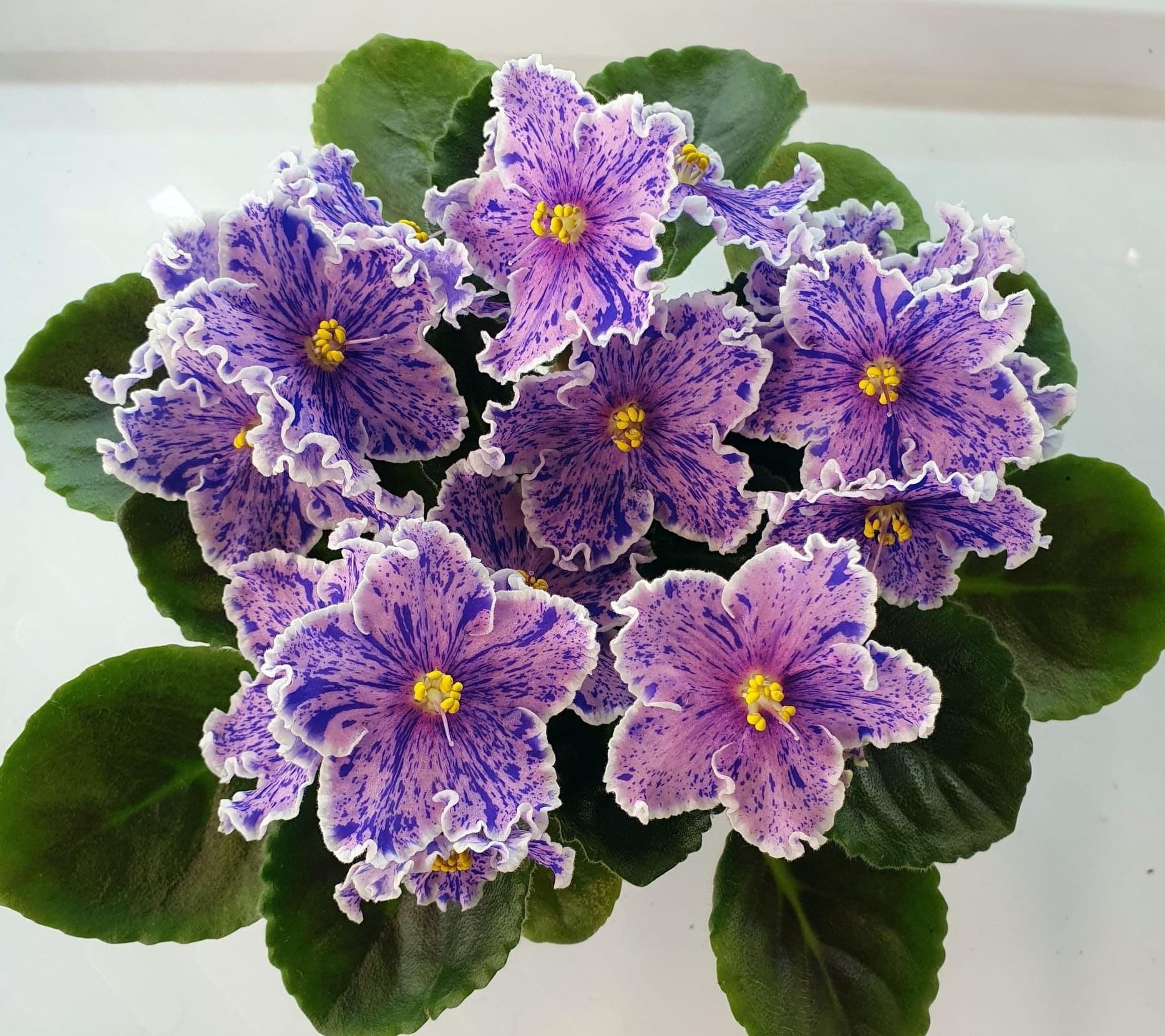 Rebels Splatter Kake African Violet Starter Plant (ALL Starter