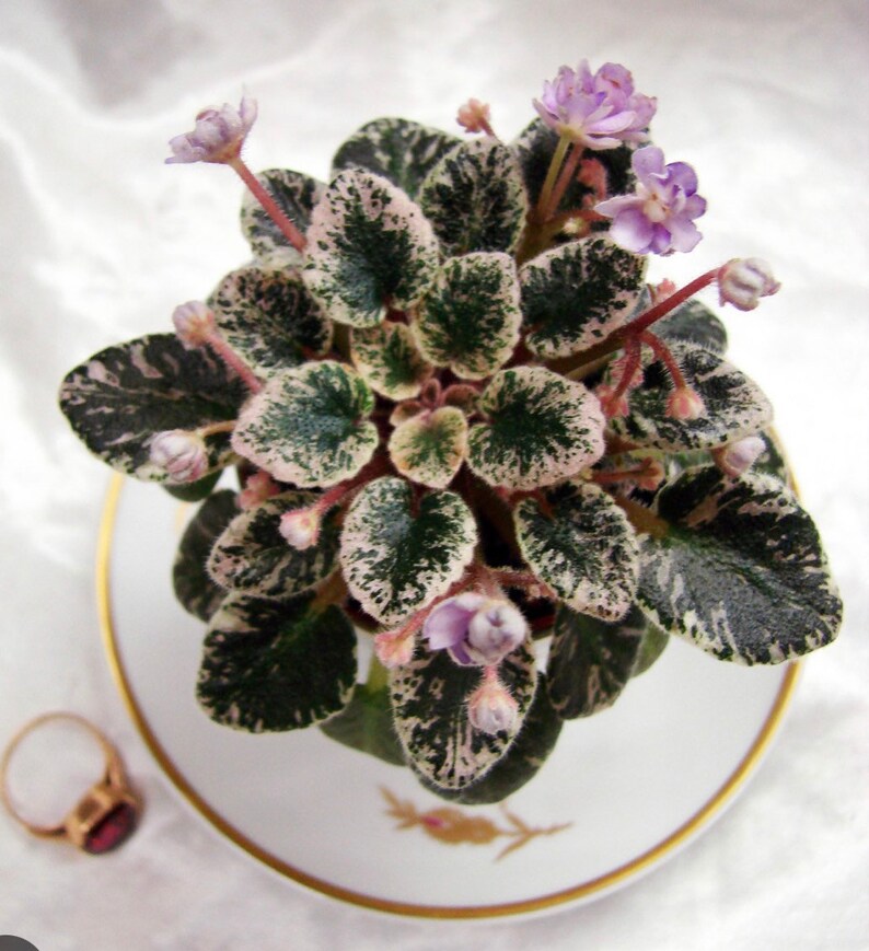 Toy Castle African Violet Starter Plant ALL Starter PLANTS Etsy