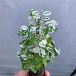 Snowbush (Breynia Disticha) Starter Plant (ALL STARTER PLANTS require you to purchase 2 plants!)