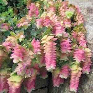 Origanum rotundifolium “Kent beauty” Starter Plant (ALL STARTER PLANTS require you to purchase 2 plants!)