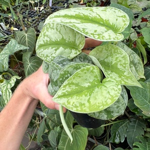 Scindapsus silver satin 4” pot (ALL PLANTS require you to purchase 2 plants!) image 5