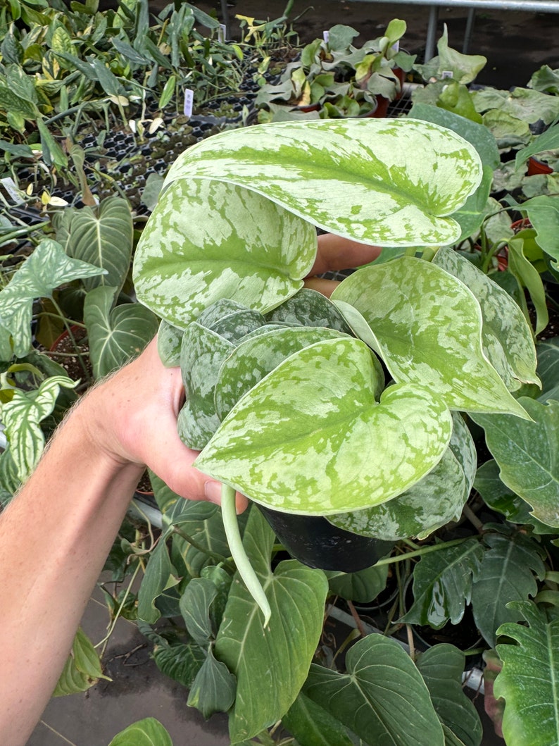Scindapsus silver satin 4” pot (ALL PLANTS require you to purchase 2 plants!) image 5