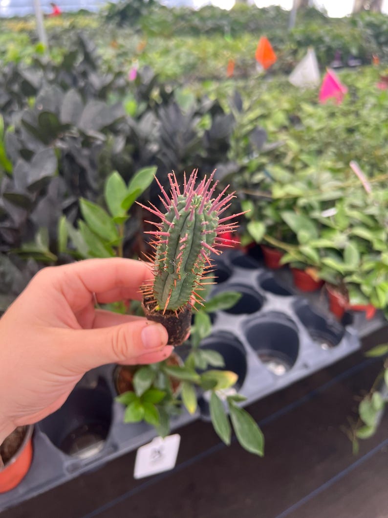 TheGreenEscape Euphorbia ferox - Thumbnail 5
