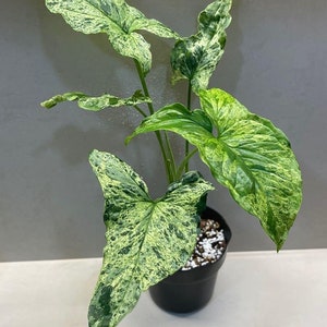 Syngonium mojito Starter Plant (ALL STARTER PLANTS require you to purchase 2 plants!)