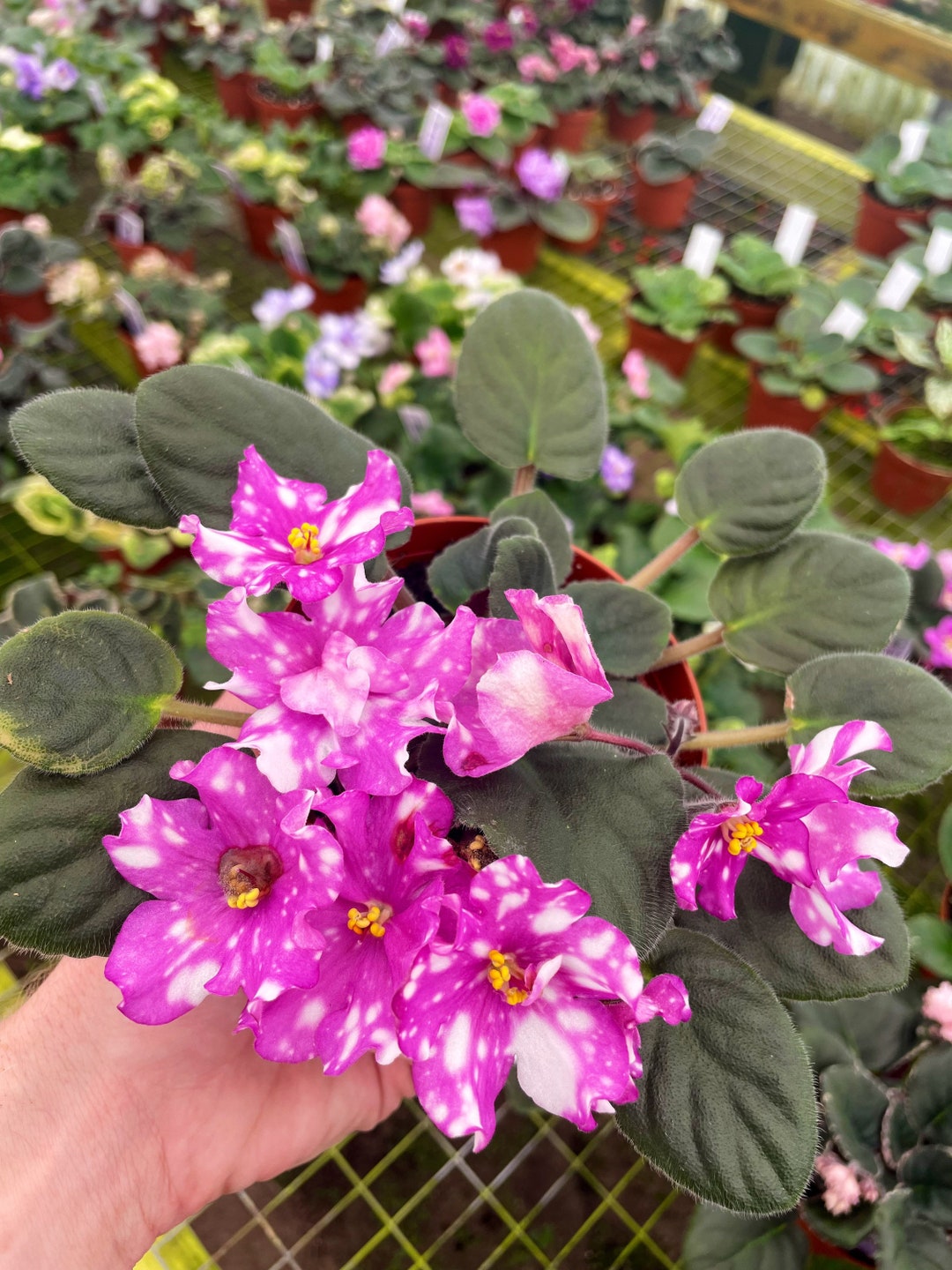 Hunters Pew Pew African Violet Starter Plant ALL Starter PLANTS Require You to Purchase 2 Plants