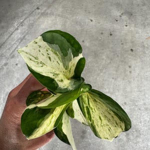 K&ouml;nnte beinhalten: Nahaufnahme einer Pflanze mit gro&szlig;en, bunten Bl&auml;ttern. Die Bl&auml;tter zeigen eine Mischung aus tiefgr&uuml;nen und cremewei&szlig;en Mustern. Die Bl&auml;tter der Pflanze sind breit und haben eine glatte Textur mit einem nat&uuml;rlichen, organischen Aussehen.