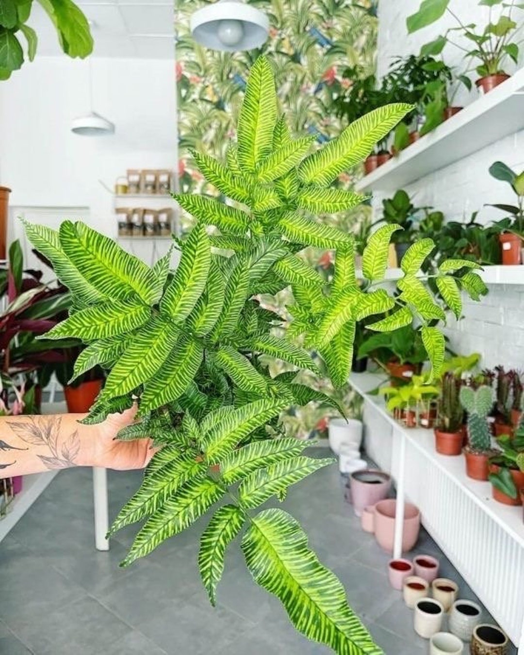 Golden Zebra Fern Starter Plant ALL STARTER PLANTS Require You to