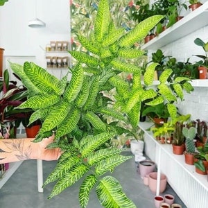 May include: A variegated fern plant with green and yellow striped leaves. The plant is in a pot and is being held by a hand.