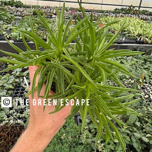 May include: A close-up of a green and white variegated succulent plant with long, thin leaves. The plant is being held in a person's hand. The text "THE GREEN ESCAPE" is visible in the lower left corner of the image.