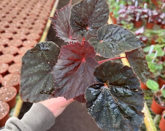 Begonia taconite 4”pot (ALL PLANTS require you to purchase 2 plants!)