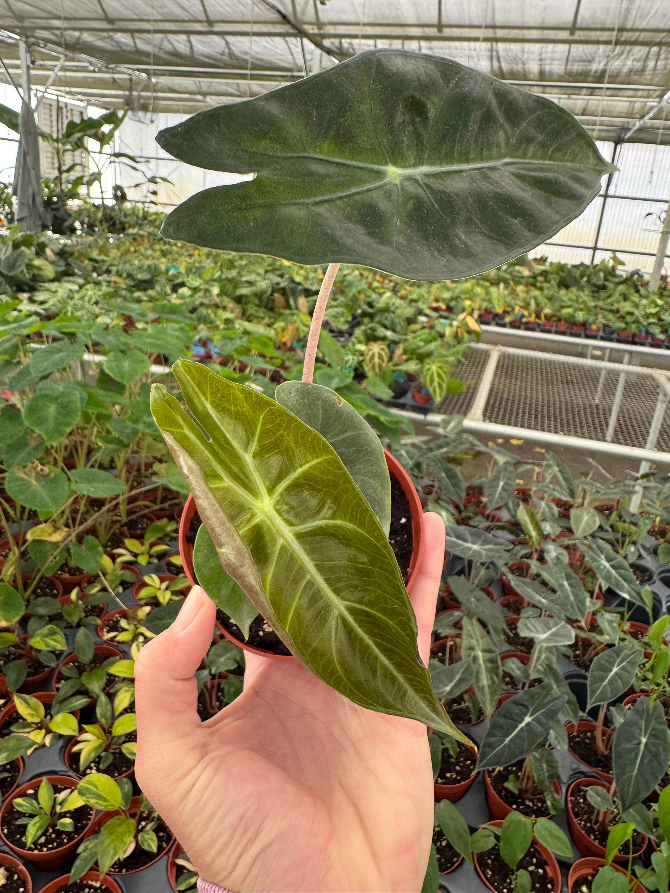 Alocasia Nairobi Nights 4” Pot (ALL PLANTS Require You to Purchase