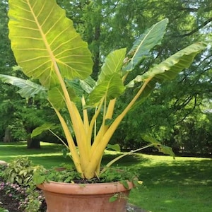 Alocasia Lutea Starter Plant (ALL STARTER PLANTS require you to purchase 2 plants!)