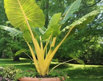 Alocasia Lutea Starter Plant (ALL STARTER PLANTS require you to purchase 2 plants!)