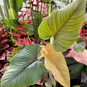 philodendron serpens Starter Plant (ALL STARTER PLANTS require you to purchase 2 plants!)