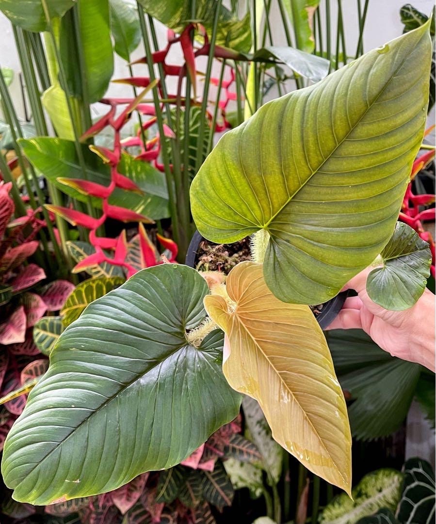 Philodendron Serpens Starter Plant (ALL STARTER PLANTS Require You to  Purchase 2 Plants!) - Etsy Canada