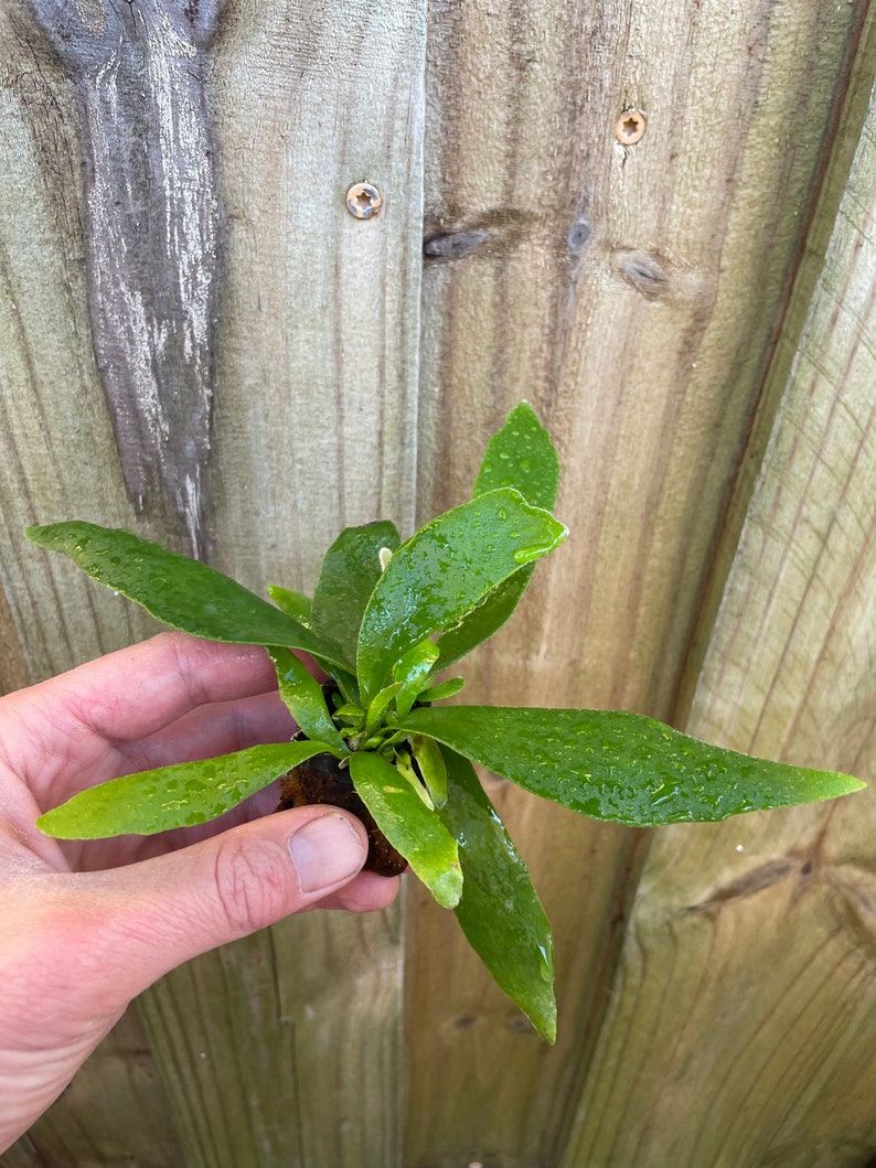 TheGreenEscape Platycerium Bifurcatum Staghorn Fern - Thumbnail 2