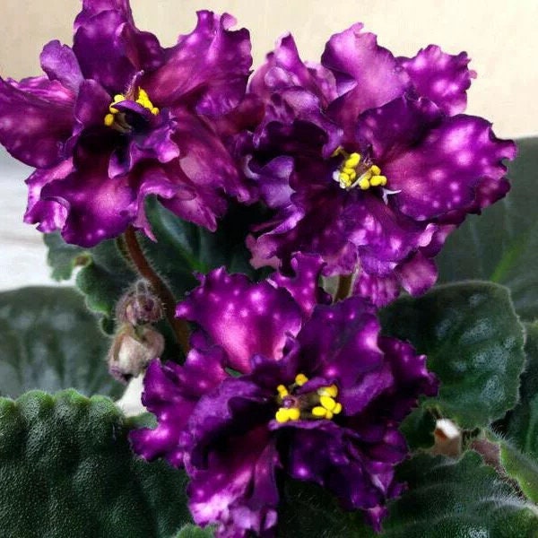 AE Milky Way African violet starter plant (ALL Starter PLANTS require you to purchase 2 plants!)