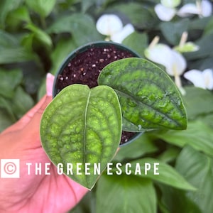 May include: A potted plant with large, textured green leaves. The plant is in a dark green pot with soil. The text "THE GREEN ESCAPE" is visible in white. The background features other green plants and white flowers.