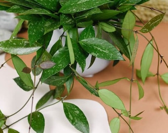 Hoya Gracilis Starter Plant (ALL STARTER PLANTS require you to purchase 2 plants!)