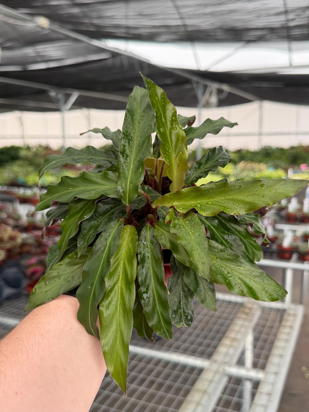 Exact Plant Calathea Rufibarba Specific 4” Pot 5044RSE | G/H (all ...