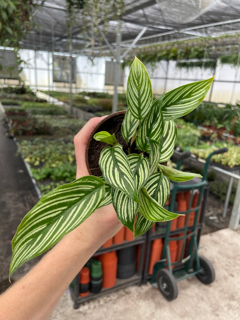 TheGreenEscape Calathea - Thumbnail 4
