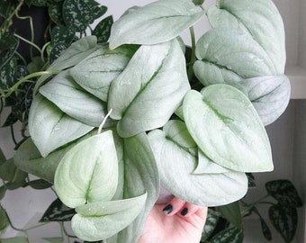 May include: A Scindapsus treubii Moonlight plant featuring heart-shaped, silvery-green leaves with a smooth, matte texture. The foliage is dense and cascading, displaying subtle green veining throughout the light, pale green leaf surfaces.