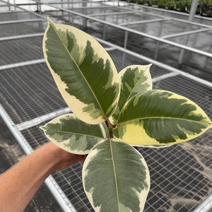 May include: A variegated rubber plant with large, green and white leaves. The plant is being held in a hand.