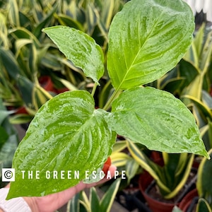 May include: A close-up of a green plant with large, glossy leaves. The plant is being held by a hand, and the background is blurred.