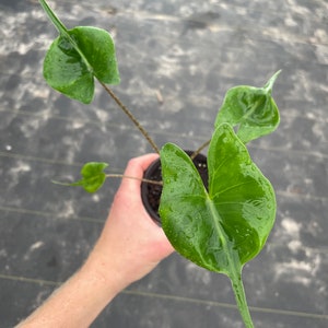 Alocasia stingray 4” pot (ALL PLANTS require you to purchase 2 plants!)