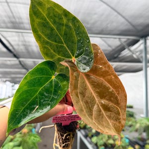 Subsignatum Anthurium - Etsy