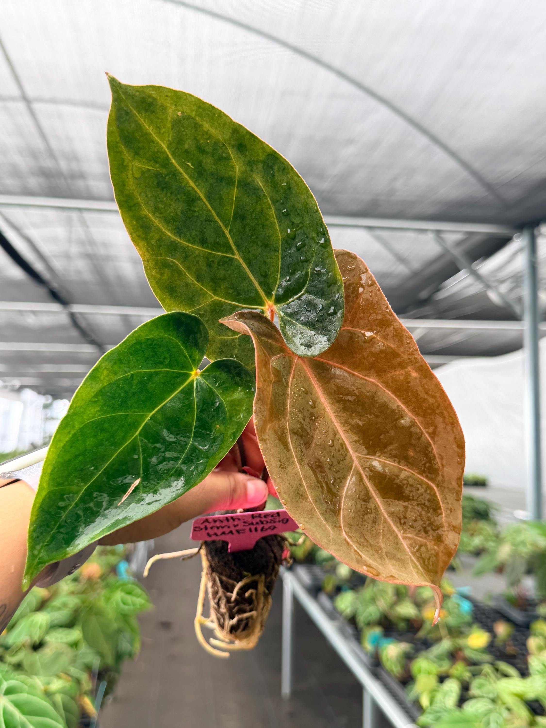 Anthurium Subsignatum - Etsy