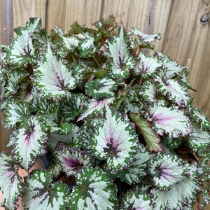 Rex Begonia berry swirl  Starter Plant (ALL STARTER PLANTS require you to purchase 2 plants!)
