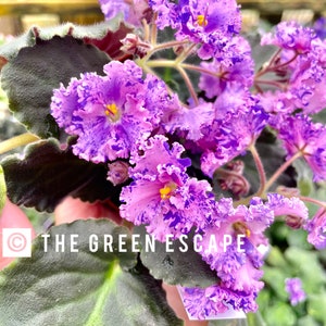Amour elite African violet starter plant (ALL Starter PLANTS require you to purchase 2 plants!)