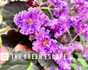 Amour elite African violet starter plant (ALL Starter PLANTS require you to purchase 2 plants!)