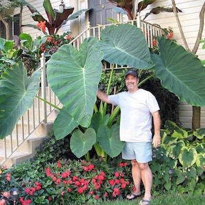 Colocasia Jacks giant Starter Plant (ALL STARTER PLANTS require you to purchase 2 plants!)