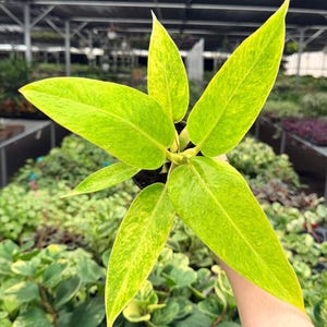 Philodendron Calkins Gold - Etsy