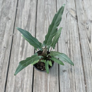 Alocasia lauterbachiana “purple sword” Starter Plant (ALL STARTER PLANTS require you to purchase 2 plants!)