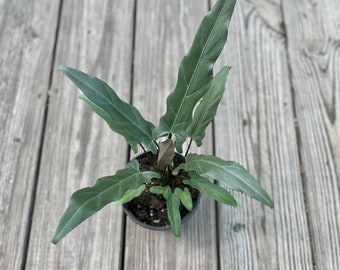 Alocasia lauterbachiana “purple sword” Starter Plant (ALL STARTER PLANTS require you to purchase 2 plants!)