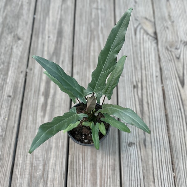 Alocasia lauterbachiana plante de démarrage « épée pourpre » (TOUTES LES PLANTES DE DÉMARRAGE nécessitent l'achat de 2 plantes !)
